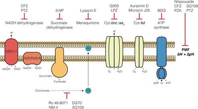 Bioenergetic Inhibitors: Antibiotic Efficacy and Mechanisms of Action in Mycobacterium tuberculosis